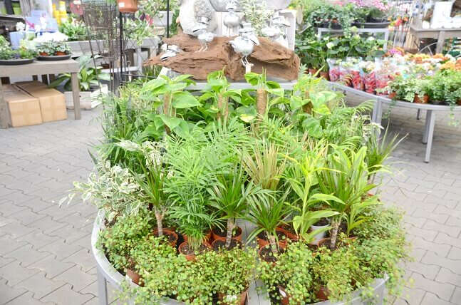 D1 100 762 Pflanze 1 Vechelde